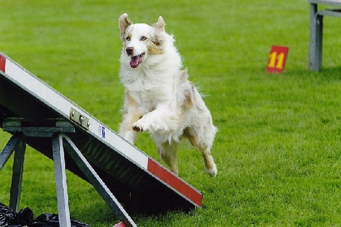 de l'Oeil du Cyclone - World Agility Open