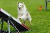  - World Agility Open