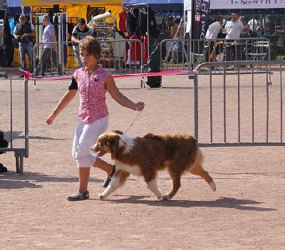 de l'Oeil du Cyclone - meilleur puppy à chatel guyon