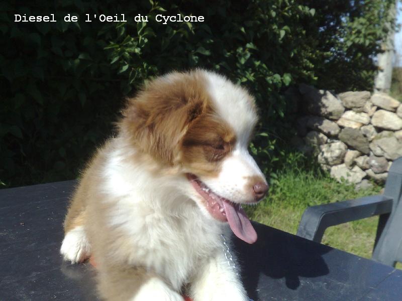 Diesel de l'Oeil du Cyclone