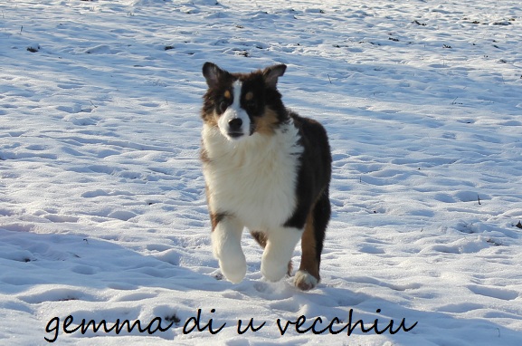 Gemma di u Vecchiu