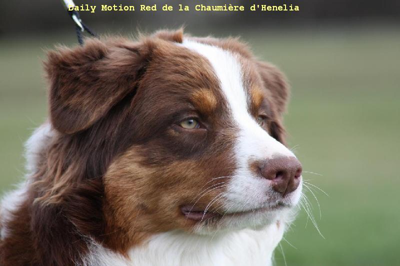 Daily motion red de la Chaumiere D'Henelia