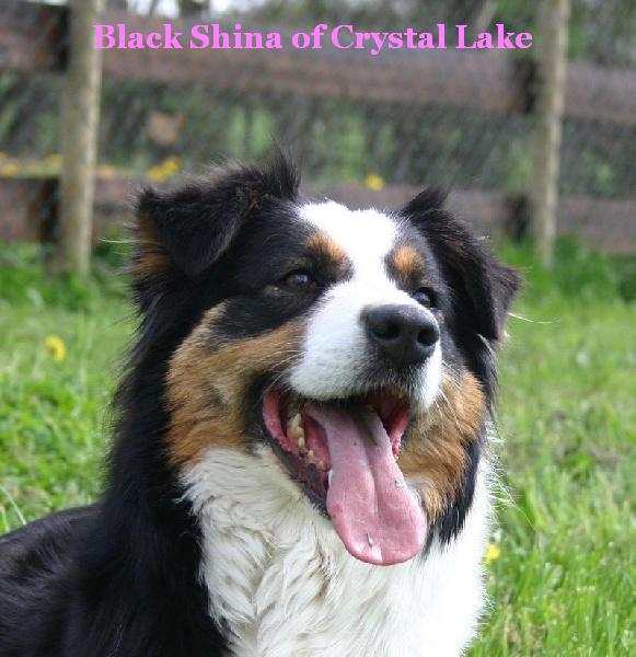 Black shina Of crystal lake