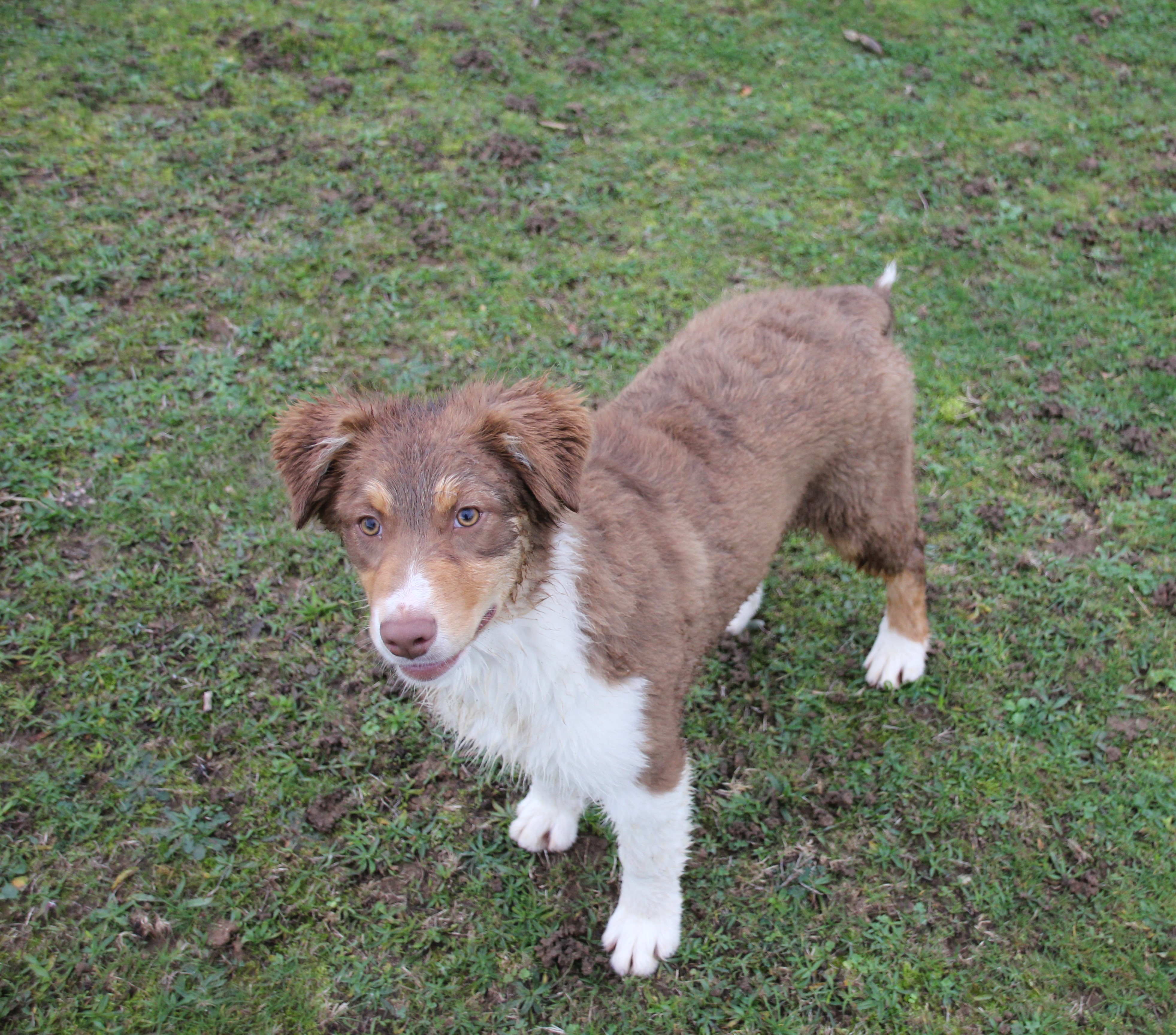 de l'Oeil du Cyclone - Chiot disponible  - Berger Australien