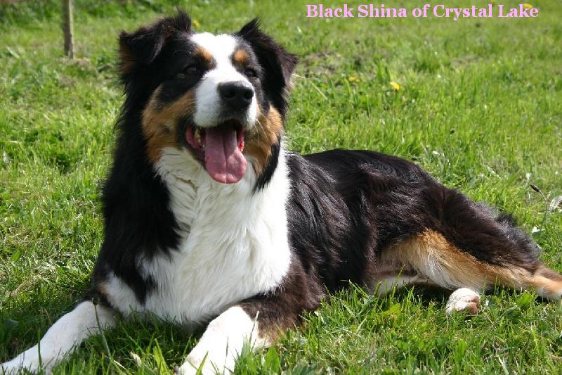 Black shina Of crystal lake